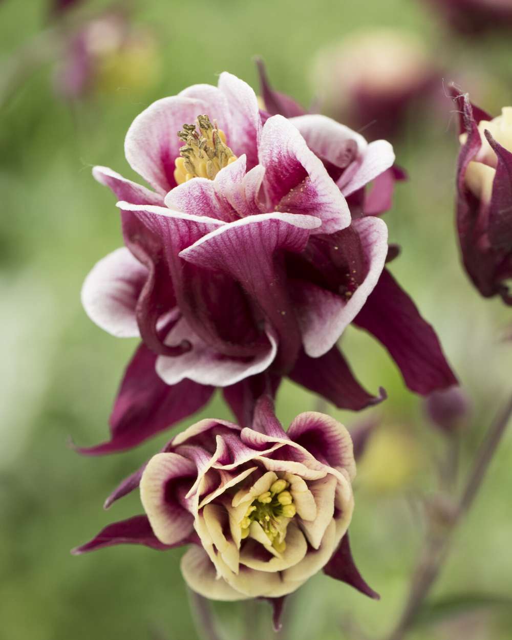 Akleja 'Spring Magic Rose & White''